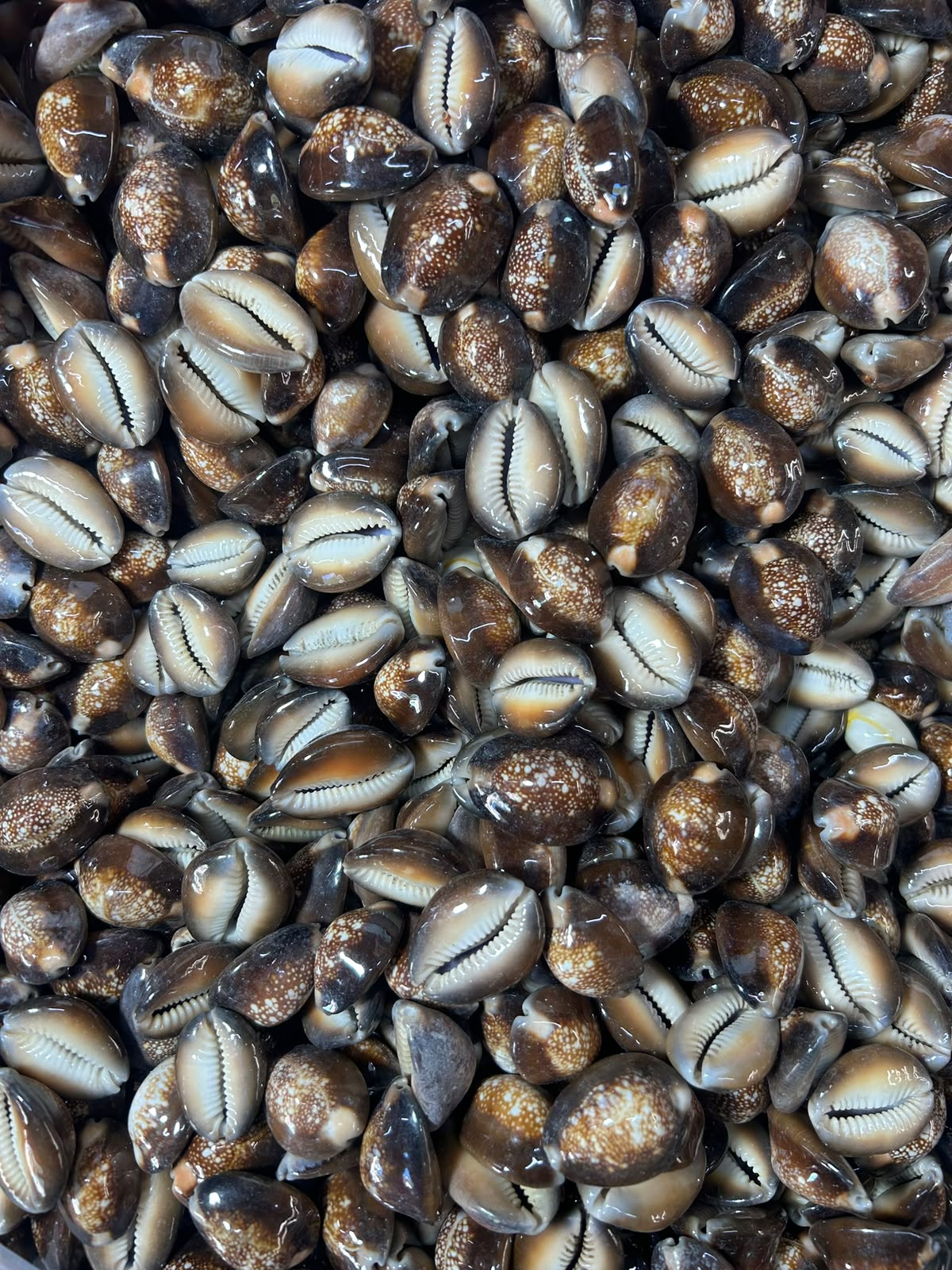 Búzios Africano